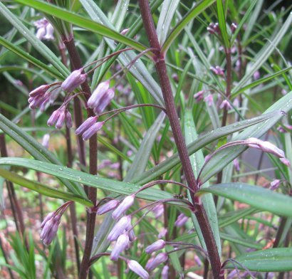 Polygonatum cirrhifolium 